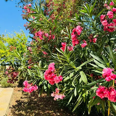 بيت للعطل Garden *